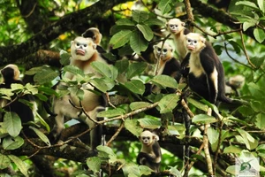 11 loài có nguy cơ tuyệt chủng tại Việt Nam