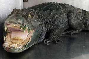 Tên trộm vừa thoát được cảnh sát thì bị cá sấu ăn thịt