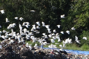 Chùm ảnh: Cò lũ lượt kéo về … bãi rác