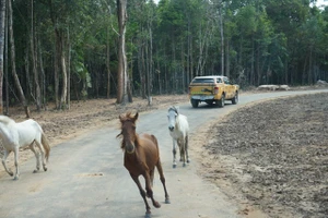 Khai trương vườn thú bán hoang dã lớn nhất châu Á 