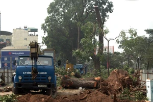 Đốn hạ cây xanh đảm bảo thi công cầu vượt