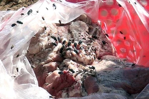 Heo nái bẩn thành thịt lợn rừng vào… quán nhậu 