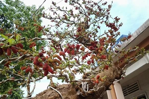 Chiêm ngưỡng gốc dâu tằm... kiểng giá hàng chục triệu đồng