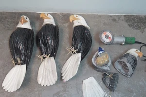 'Quà biếu' ma túy khủng giấu trong chim