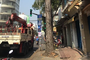 Cây dầu cổ thụ bị đốn hạ vì làm hư hại mặt đường