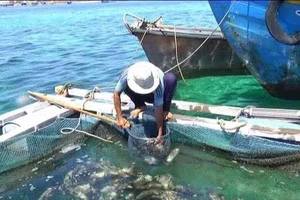 Cá nuôi ở đảo Phú Quý chết là do thiếu ôxy
