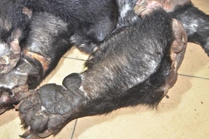 Bắt xe vận chuyển số lượng lớn chân gấu đang phân hủy