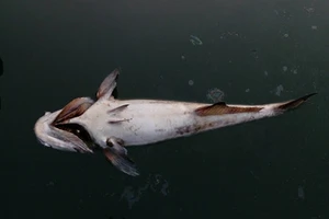 Cá nuôi lồng bè chết hàng ngàn con tại biển Kê Gà