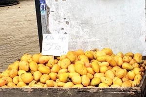 Cục Trồng trọt bác tin đồn xoài hạt nylon xuất xứ từ Trung Quốc