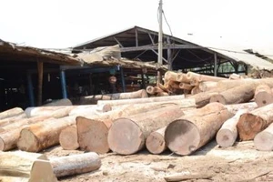 Kỷ luật 4 cán bộ kiểm lâm để doanh nghiệp cất giấu gỗ lậu
