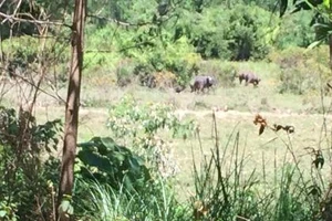 Quảng Trị: Nhóm thợ săn vất vả vì đàn trâu điên giỏi ‘tránh bẫy'