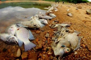 Quảng Nam: Yêu cầu làm rõ nguyên nhân cá chết ở hồ Phước Hà