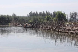 Quảng Ngãi xây đê 170 tỉ đồng ngăn mặn sông Trà Bồng 