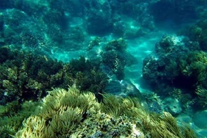 Hải sản miền Trung: Cá bề nổi đã an toàn