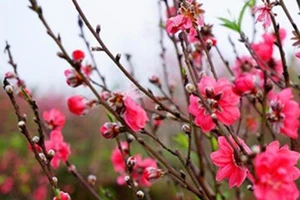 Bộ Nội vụ không đồng ý phương án nghỉ tết 10 ngày