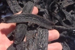 Đỉa phơi khô gặp nước có thể sống lại không?