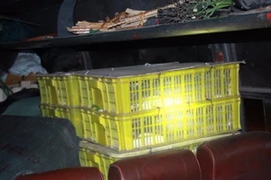 Phát hoảng vì hơn trăm con rắn hổ mang trên xe khách