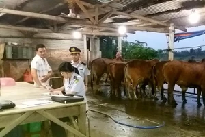 Bắt hàng loạt cơ sở bơm nước vào bò trước khi giết mổ