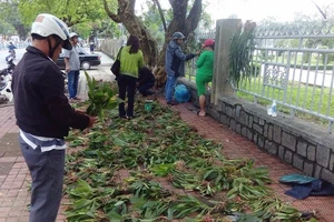 Huế: Lan rừng tấp nập về phố thị