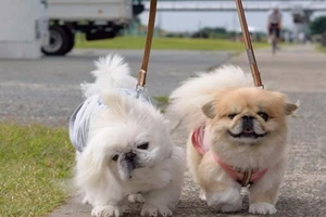 Muốn nuôi chó phải thông báo với UBND xã