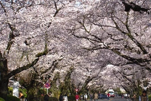 Đang tuyển 500 lao động sang Nhật vừa học vừa làm 