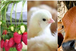 Mua bảo hiểm nông nghiệp được hỗ trợ đến 90% phí?