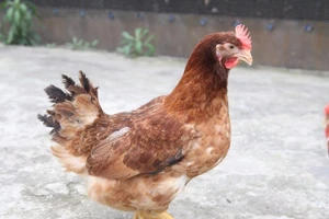 Đang cơn hứng nhậu cao trào, bỗng thấy con gà mái…