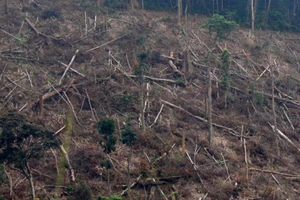 Đưa những kẻ phá rừng phòng hộ Phú Yên ra tòa