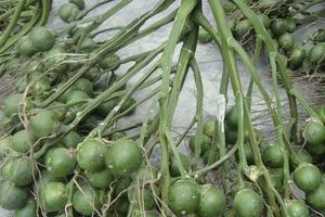 Bi hài chuyện 2 thanh niên đi tù vì ‘mua’… 6 buồng cau 