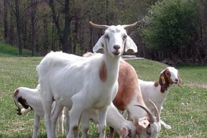 Vụ bắt nhốt đàn dê:Không phải tội công nhiên chiếm đoạt