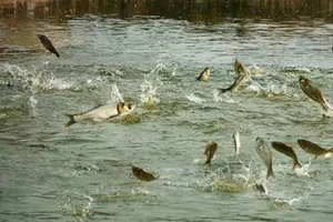 Kéo điện ra ao cá chống trộm làm chết người