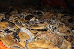 Xử vụ tàng trữ xác rùa biển lớn nhất thế giới