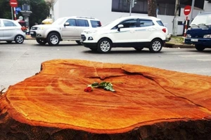 Ai là người đặt hoa hồng ở mỗi gốc cây bị chặt?