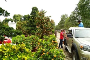 Cây cảnh 'siêu độc, siêu đắt' hút khách