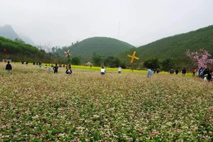 Hết tết, thung lũng hoa tam giác mạch vẫn đông khách