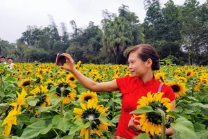 Người dân đổ xô đi chụp ảnh với hoa hướng dương