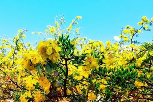 Cận cảnh cây mai 2 tỉ ở Đồng Nai