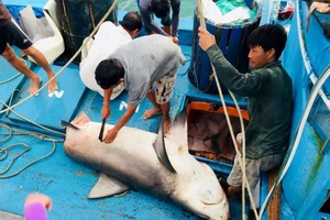 Dân thích thú với thịt cá mập giá 50 ngàn/kg