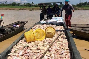 Cá sông La Ngà chết, Sawaco nói gì về nguồn nước cho TP.HCM? 