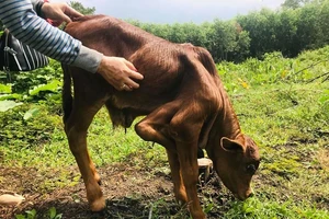 Kỳ lạ con bê 5 chân ở Đồng Nai