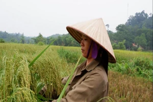 Mẹ và những nỗi nhớ về cốm