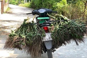 Hương cau, thứ hương chỉ nghe thôi đã nhận ra