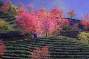 Đừng bỏ lỡ điểm check in 'cực phẩm' ở Sa Pa