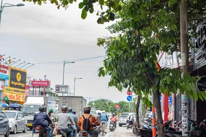 TP.HCM: Khẩn trương mé nhánh cây xanh che khuất biển báo giao thông