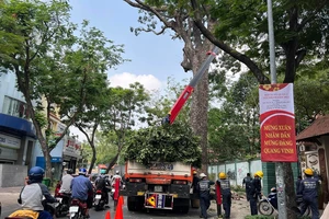 Yêu cầu mé nhánh cây, bảo dưỡng đường tránh giờ cao điểm gây ùn ứ 