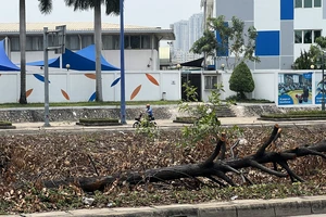 Hàng loạt cây xanh ở nút giao An Phú, TP Thủ Đức được di chuyển đi nơi khác