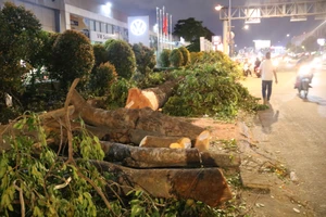 Di dời hàng loạt cây xanh để làm đường nối Trần Quốc Hoàn - Cộng Hòa