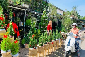 Giá thông tươi tiền triệu vẫn hút người mua mùa Noel