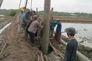 Nhiều hộ dân xã đảo Thạnh An, Cần Giờ vui mừng được hòa lưới điện quốc gia