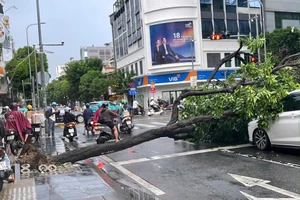 TP.HCM: Xử lý cây xanh nguy hiểm trước mùa mưa bão, đặc biệt là tuyến đường huyết mạch